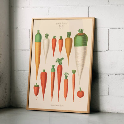 Vintage botanical poster of carrots from Album Benary by Ernst Benary featuring diverse colorful carrot illustrations and shapes, framed and displayed in home decor