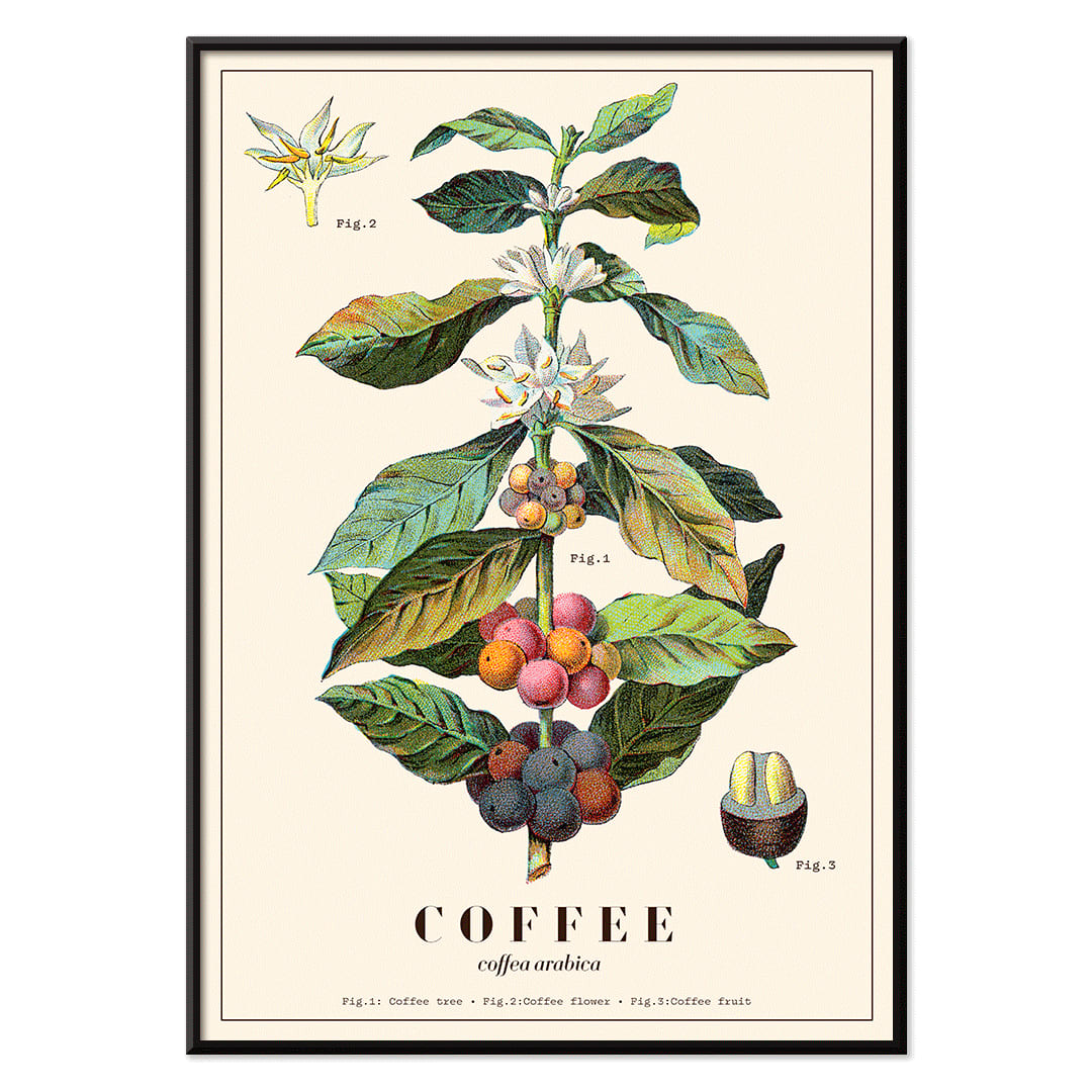Botanical illustration of Coffea arabica plant with fruits and flowers by Davis Sacker and Perkins, with black aluminium frame on white background