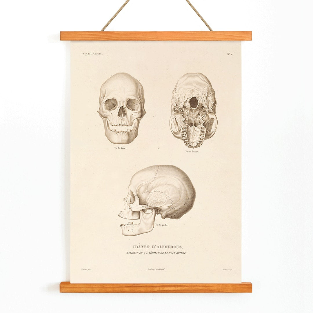 Skull illustrations by Louis-Isidore Duperrey from Voyage autour du monde Pl 104 poster and artwork, with wooden magnetic frame on white background