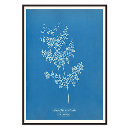 Davallia aeuleata cyanotype artwork by Anna Atkins featuring a delicate botanical fern print on a blue background poster, with black aluminium frame on white background