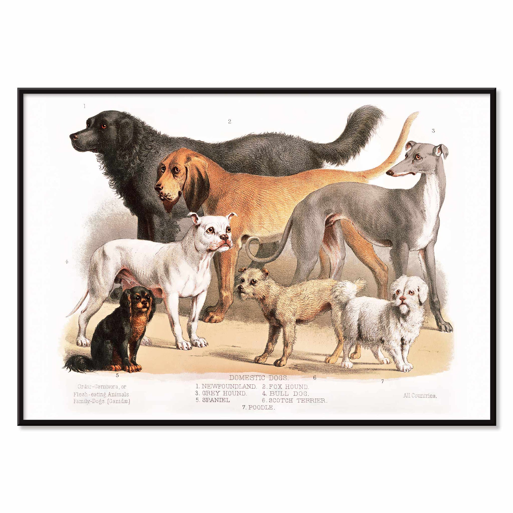 Poster of various domestic dog breeds illustrated from the Carnivora family artwork, with black aluminium frame on white background