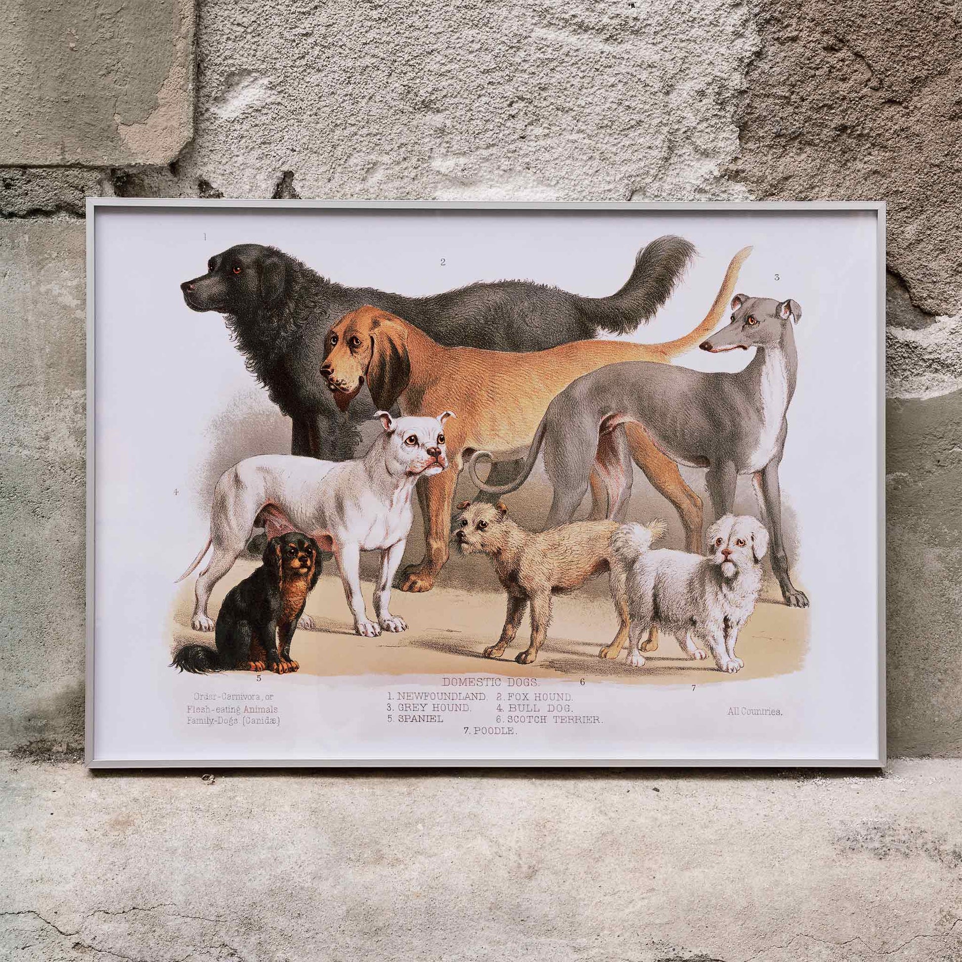 Poster of various domestic dog breeds illustrated from the Carnivora family artwork, framed and displayed in home decor