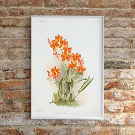 , framed and displayed in home decor