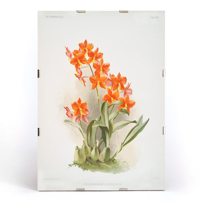 , framed and displayed in modern living room decor