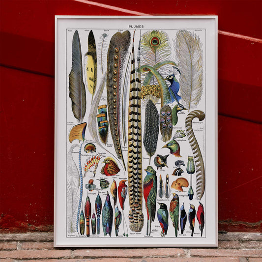 Colorful bird feathers illustration and poster from Plumes Feathers by Adolphe Millot featuring various plume types and detailed natural artwork, framed and displayed in home decor
