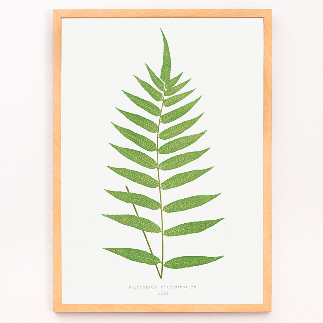 Closeup detail of Polypodium Fraxinifolium fern botanical illustration poster by Edward Joseph Lowe from Ferns British and Exotic