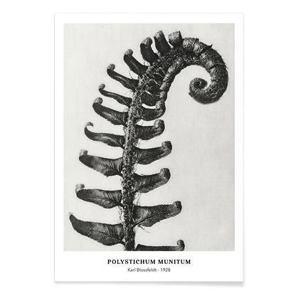 Polystichum Munitum Prickly Shield Fern leaf artwork by Karl Blossfeldt from Urformen der Kunst black and white close up and enlarged poster, with black aluminium frame on white background