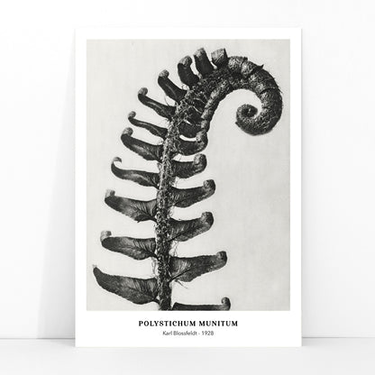 Polystichum Munitum Prickly Shield Fern leaf artwork by Karl Blossfeldt from Urformen der Kunst black and white close up and enlarged poster, framed and displayed in modern living room decor