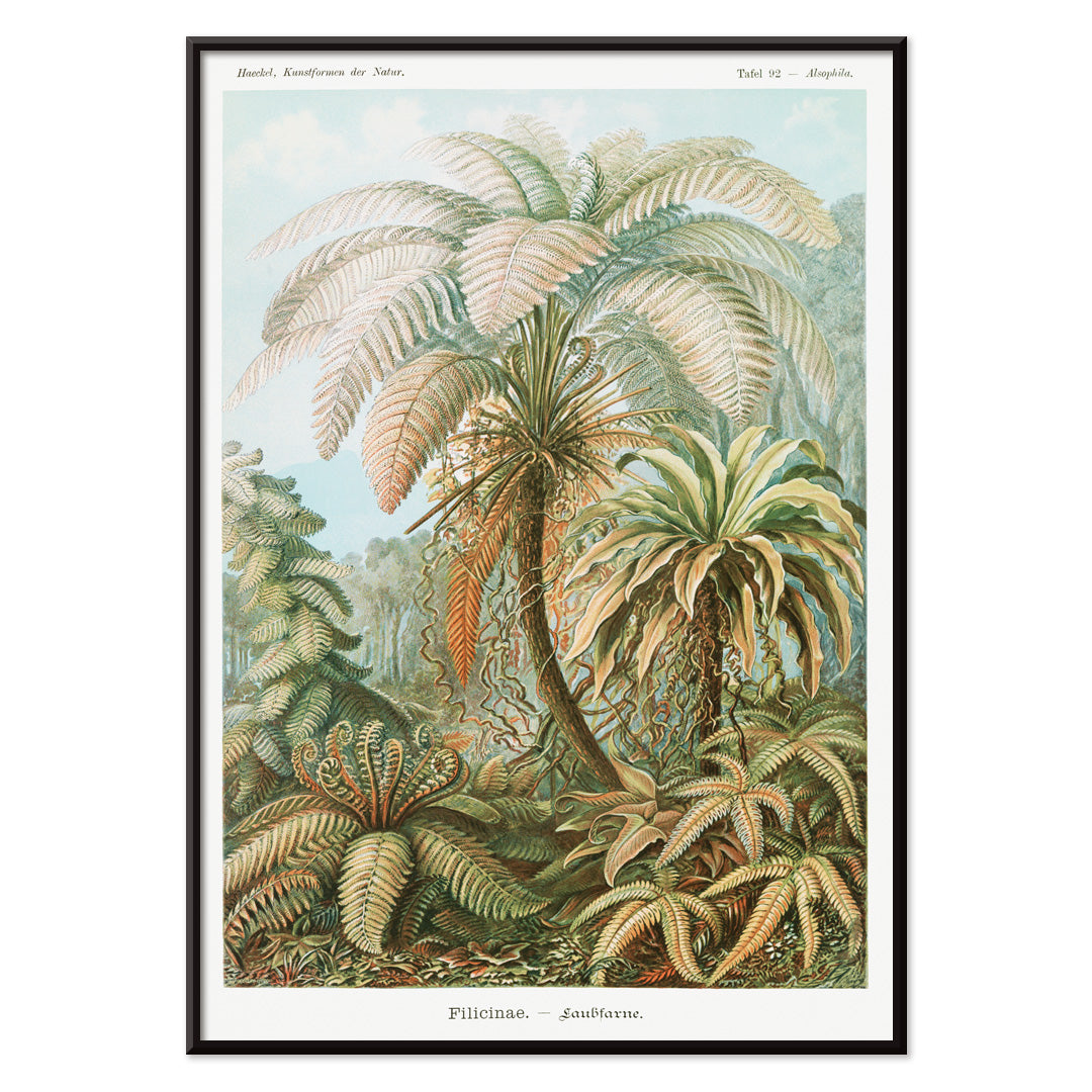 Detailed illustration and poster of ferns and lush foliage from Filicinae Laubfarne by Ernst Haeckel with botanical patterns, with black aluminium frame on white background