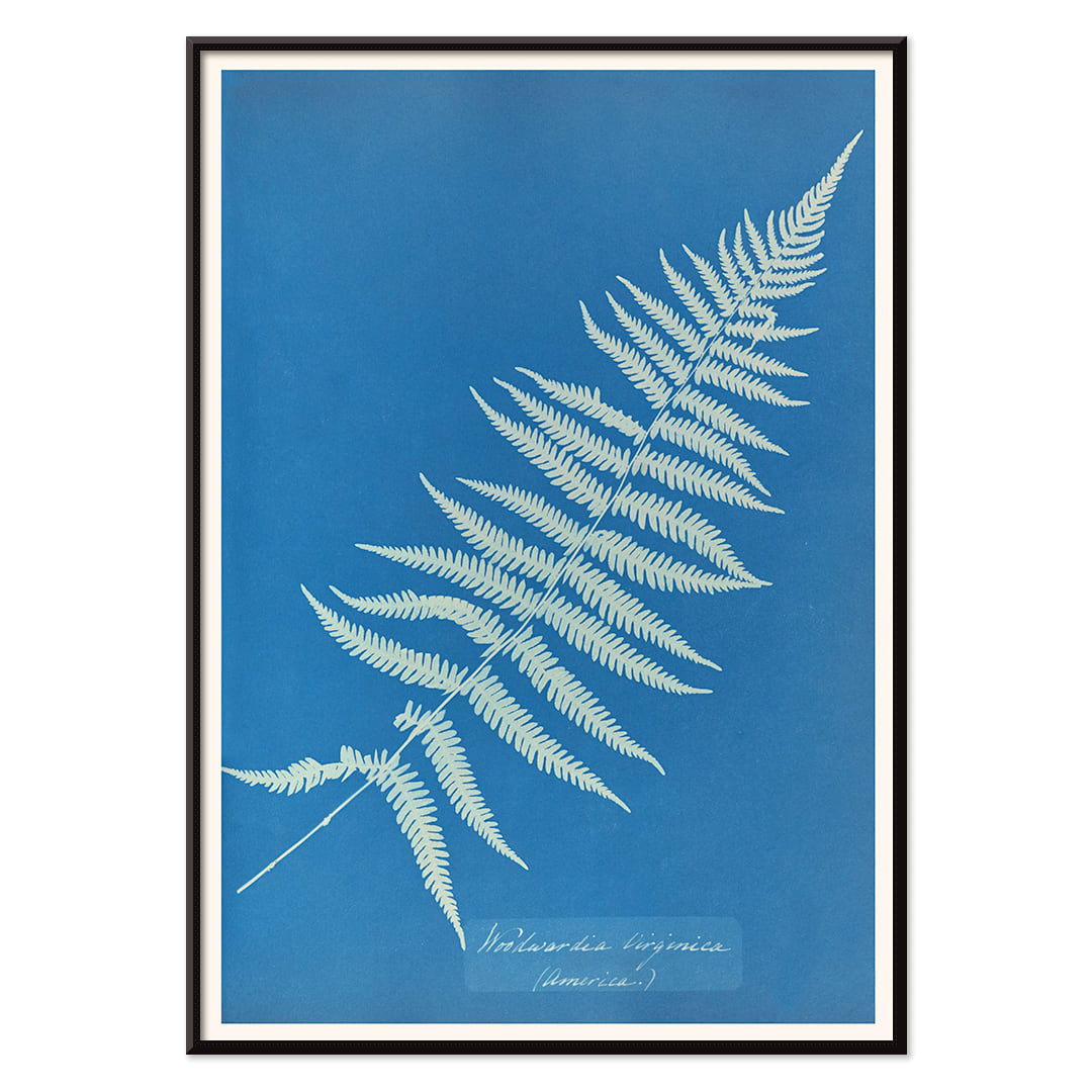 Cyanotype artwork poster of Woodwardia virginica fern by Anna Atkins with blue background, with black aluminium frame on white background