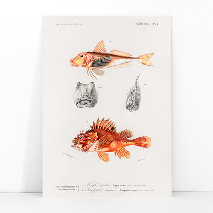 Colorful fish illustrations and detailed head studies poster featuring different types of fishes by Charles Dessalines D Orbigny artwork, framed and displayed in modern living room decor