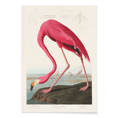 Pink flamingo standing and feeding in natural landscape from Birds of America by John James Audubon etched by Robert Havell poster, with black aluminium frame on white background