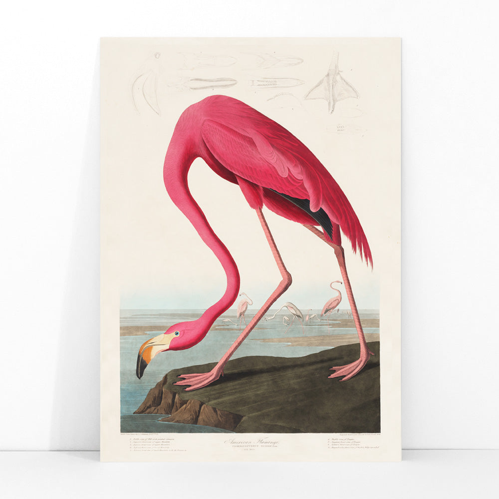 Pink flamingo standing and feeding in natural landscape from Birds of America by John James Audubon etched by Robert Havell poster, framed and displayed in modern living room decor