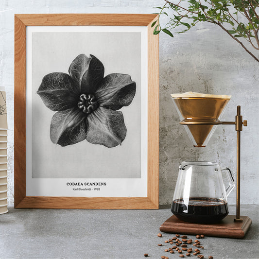 Black and white close up photograph and poster of Cobea scandens Mexican Ivy flower calyx by Karl Blossfeldt Urformen der Kunst, framed and displayed in home decor