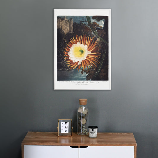 Night Blowing Cereus flower illustrated by Robert John Thornton with moonlit landscape and dramatic night background botanical art poster, framed and displayed in home decor