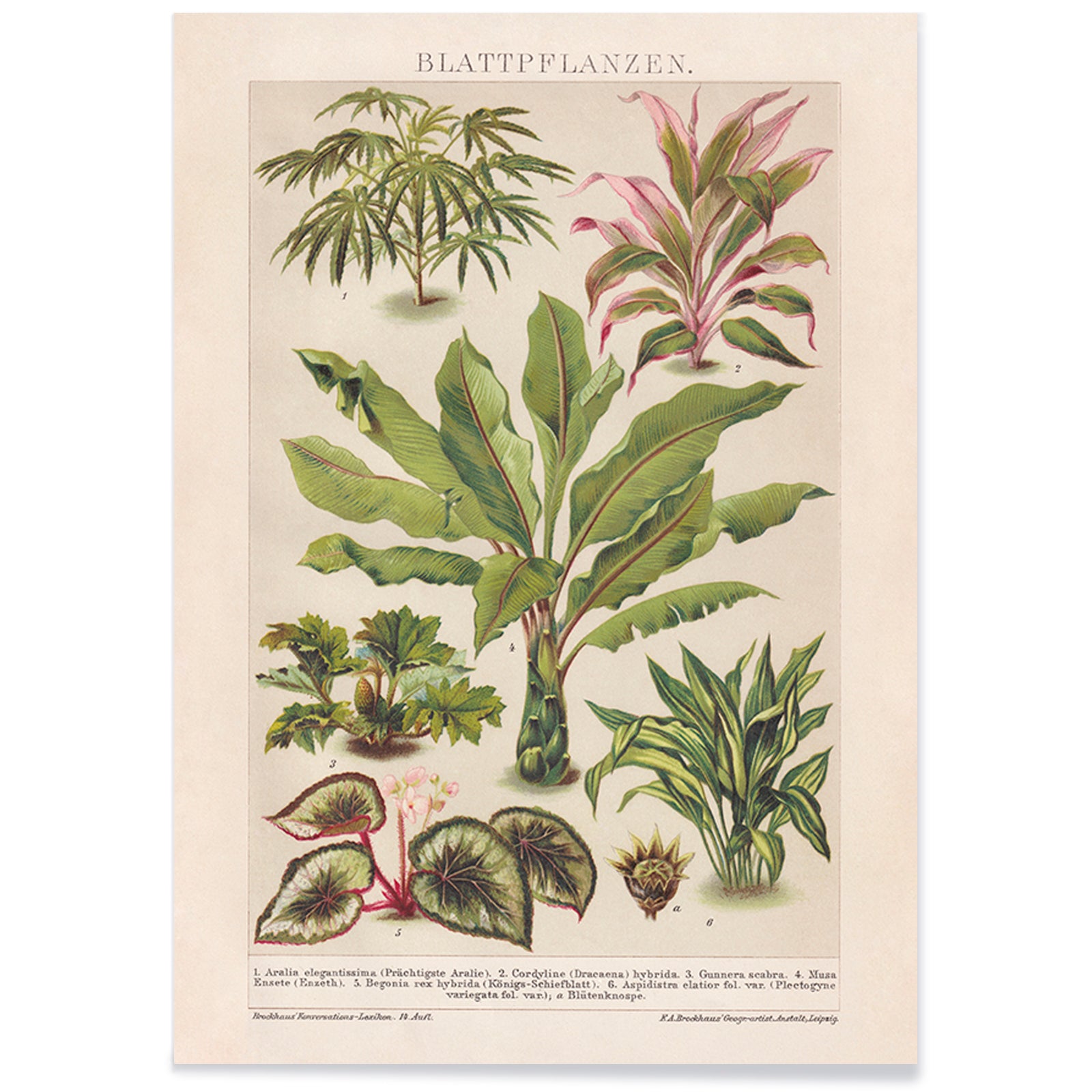 Colorful botanical illustration poster of various tropical foliage plants by Friedrich Arnold Brockhaus, with black aluminium frame on white background