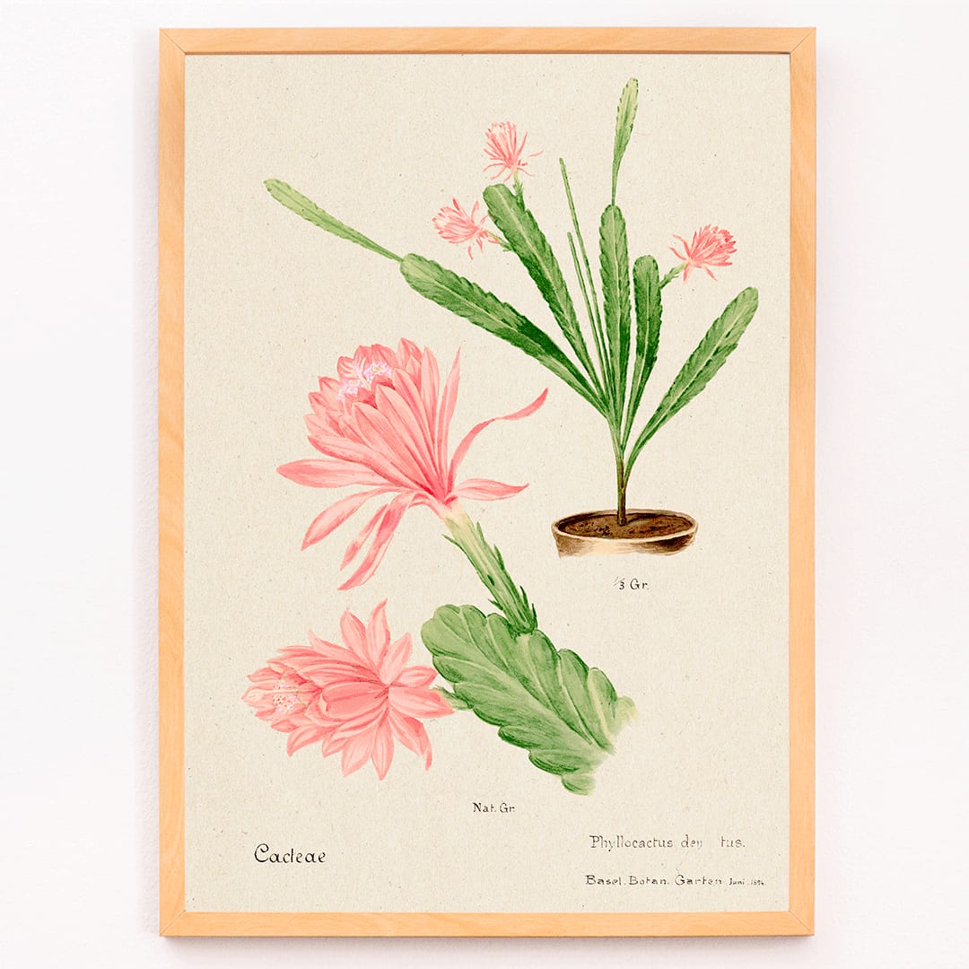 German empress cactus illustration and poster artwork Phyllocactus by Basel Botan Garten with pink flowers and green leaves, framed and displayed in modern living room decor