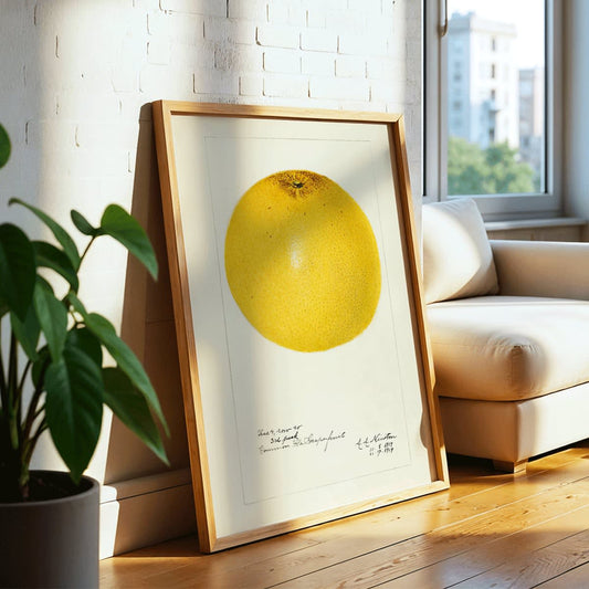 Detailed illustration and poster of grapefruit Citrus paradisi by Amanda Almira Newton, framed and displayed in home decor