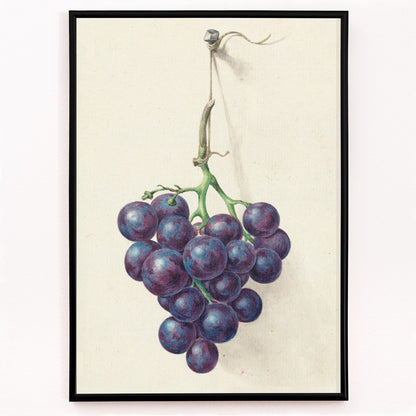 Closeup detail of Realistic painting and poster of a bunch of blue grapes on a vine by Jean Bernard with light background