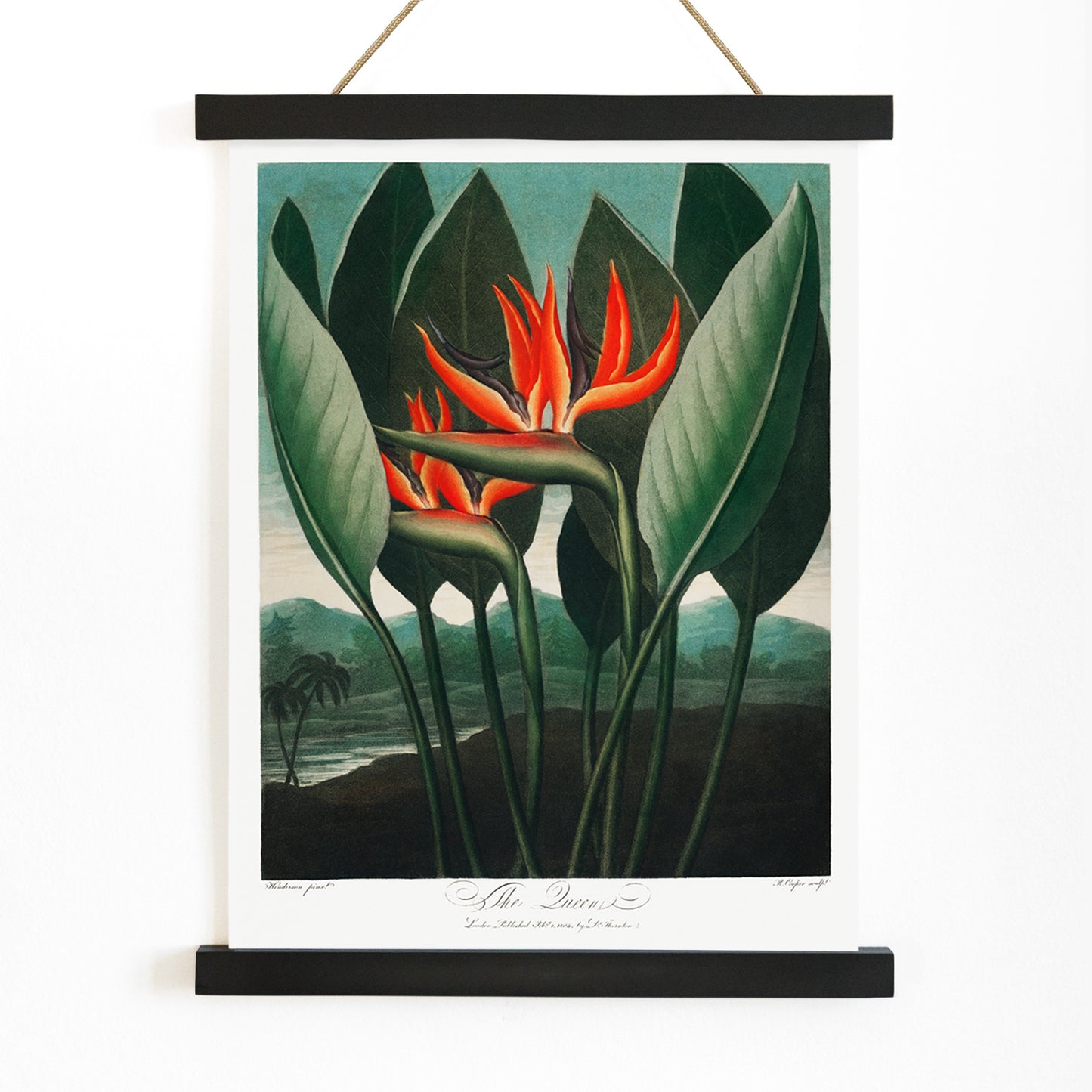Vibrant botanical illustration of The Queen Plant by Robert John Thornton featuring lush green leaves and orange accents from The Temple of Flora, with wooden magnetic frame on white background