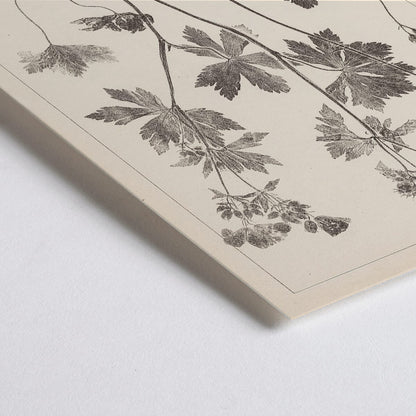 Closeup detail of Botanical illustration and poster of Geranium sylvaticum with pink flower and detailed sketches by Louis Antoine Cusin from Herbier de la flore francaise