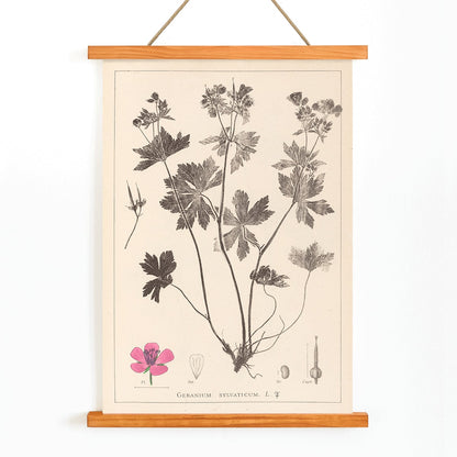 Botanical illustration and poster of Geranium sylvaticum with pink flower and detailed sketches by Louis Antoine Cusin from Herbier de la flore francaise, with wooden magnetic frame on white background