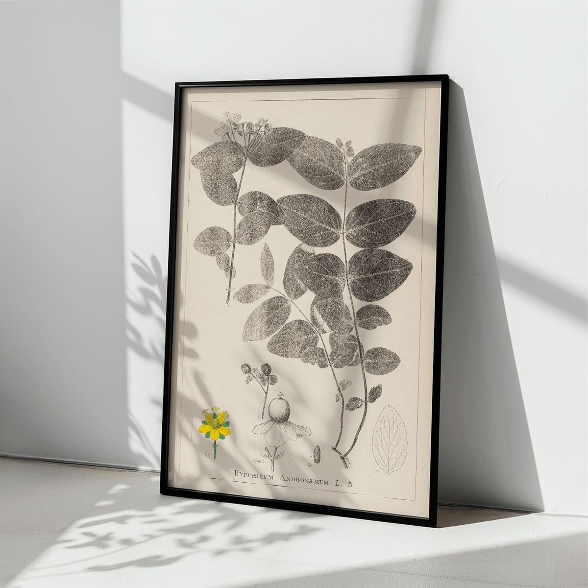 Botanical illustration poster of Hypericum Androsaemum by Louis Antoine Cusin from Herbier de la Flore Francaise Plate 117, framed and displayed in modern living room decor