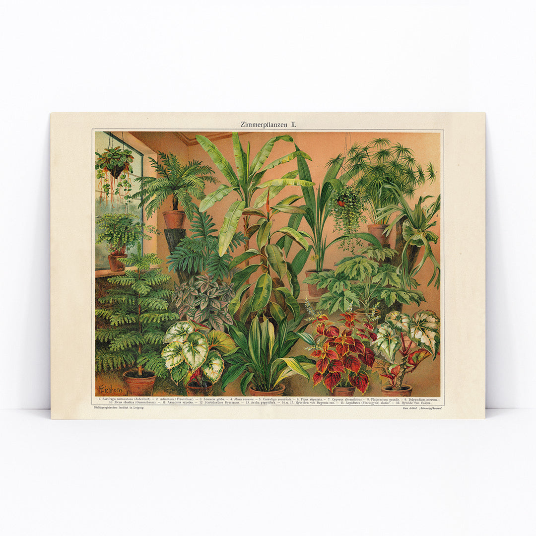Colorful indoor foliage and potted green plants poster titled House Plants II by Institute of Liepzig featuring various house plants in pots against a warm background, framed and displayed in modern living room decor