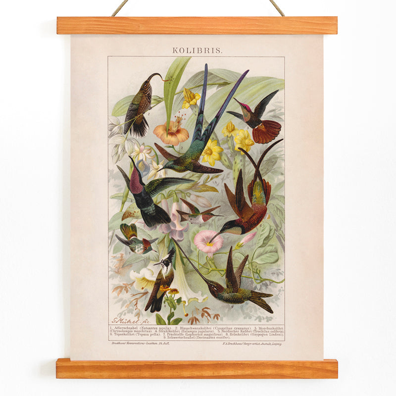 Colorful hummingbirds and tropical flowers poster illustration from Kolibris by Friedrich Arnold Brockhaus, with wooden magnetic frame on white background