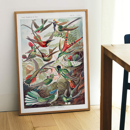 Colorful hummingbirds in nature and lush jungle artwork Trochilidae Kolibris poster by Ernst Haeckel from Kunstformen der Natur, framed and displayed in home decor