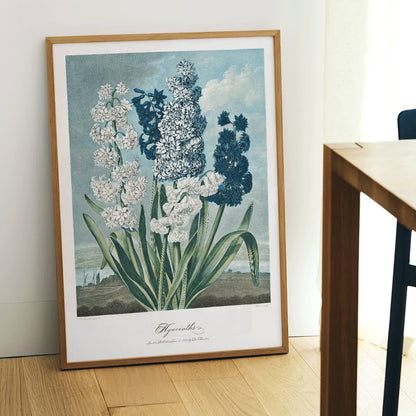 Colorful hyacinths illustration by Robert John Thornton from The Temple of Flora artwork showing various blooming flowers, framed and displayed in home decor