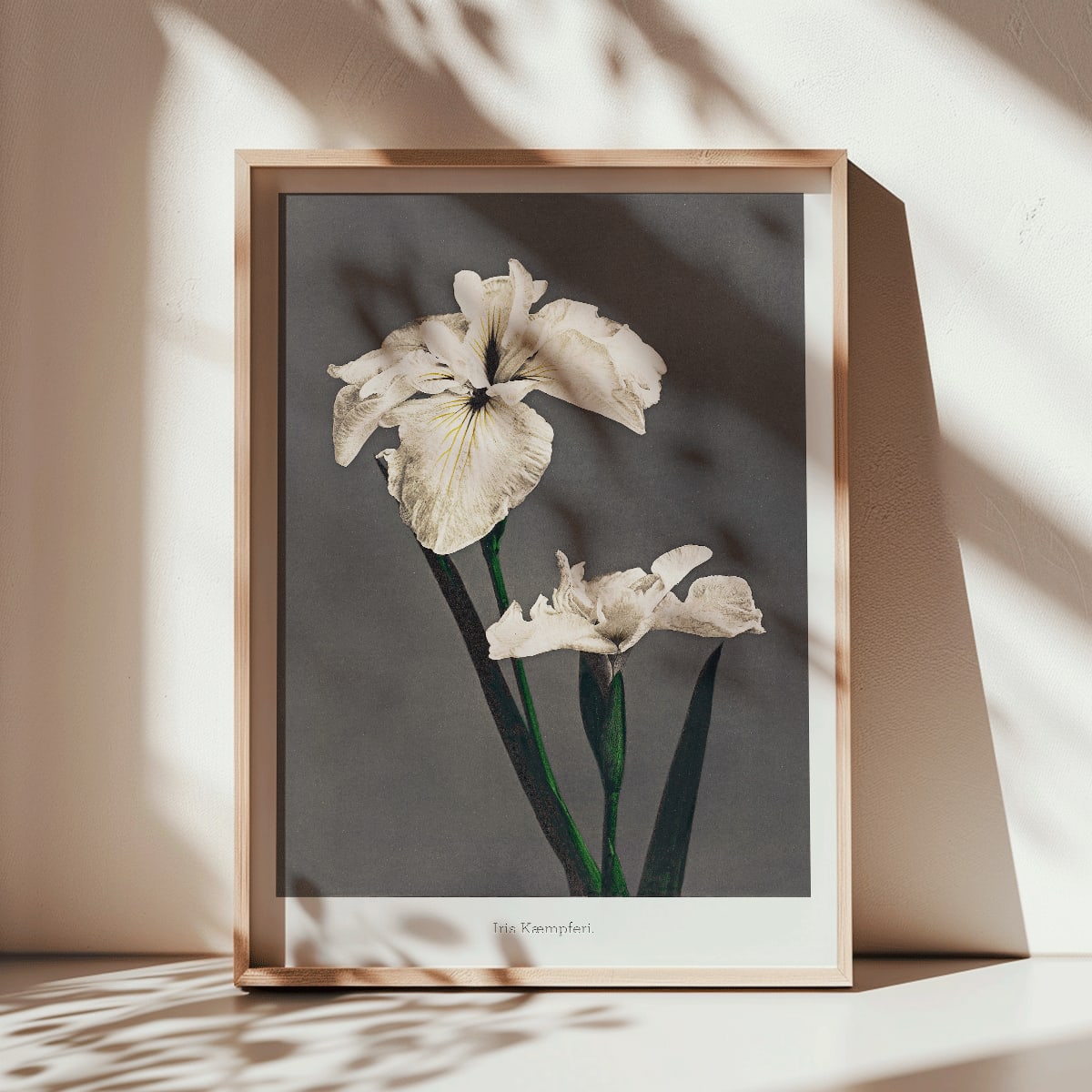 Iris Kaempferi white irises hand colored collotype art by Kazumasa Ogawa from Some Japanese Flowers poster with delicate details, framed and displayed in modern living room decor