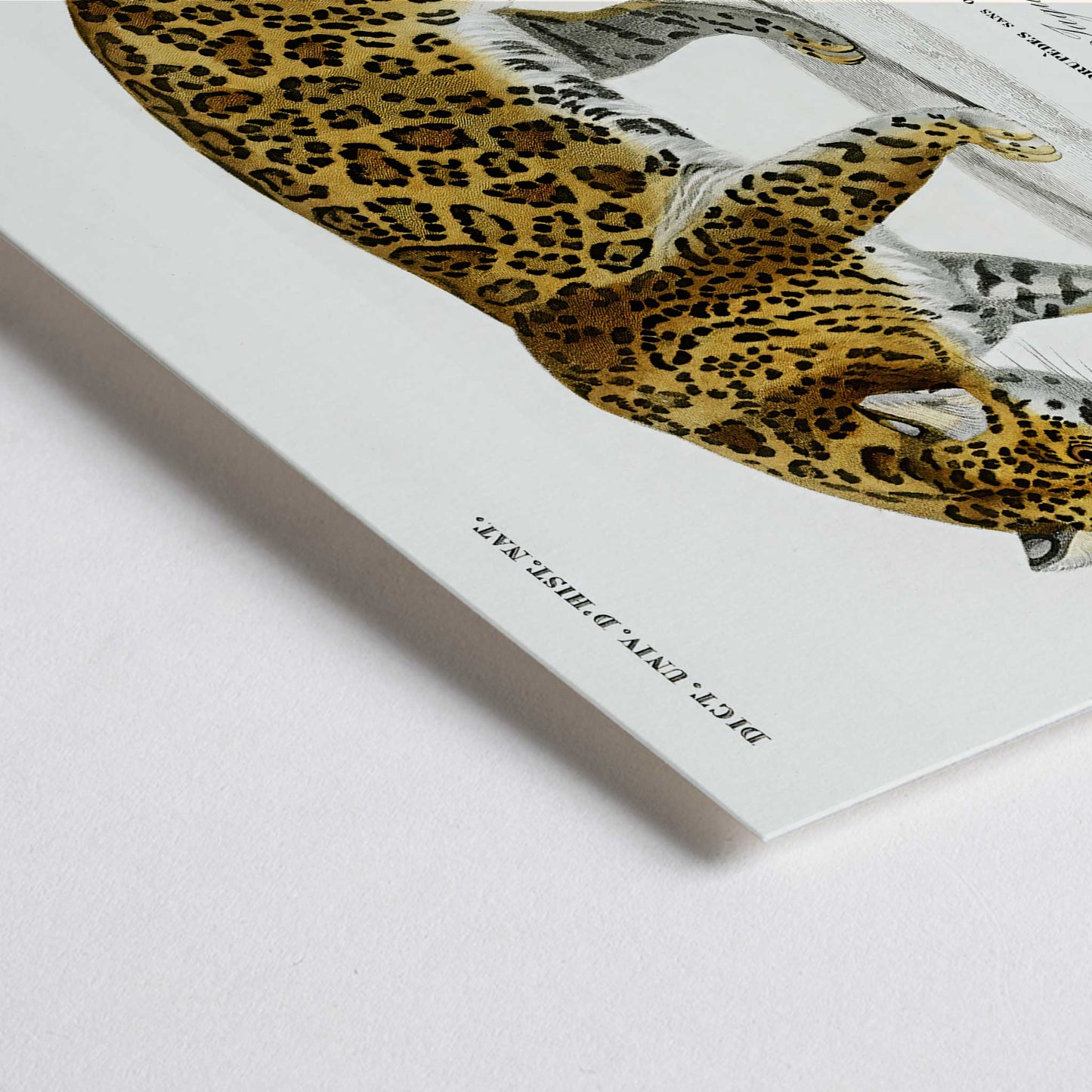 Closeup detail of Jaguar Panthera Onca vintage illustration with detailed spots by Charles Dessalines D Orbigny natural history artwork