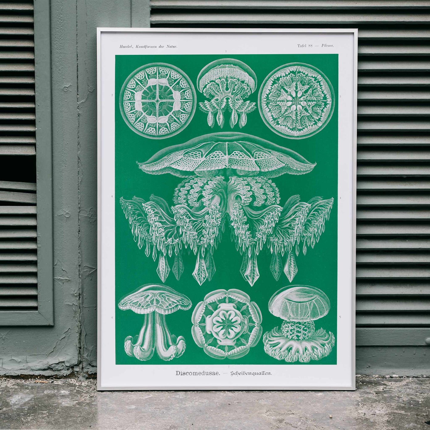 Detailed jellyfish illustrations Discomedusae Scheibenquallen by Ernst Haeckel wall art poster Kunstformen der Natur decor, framed and displayed in home decor