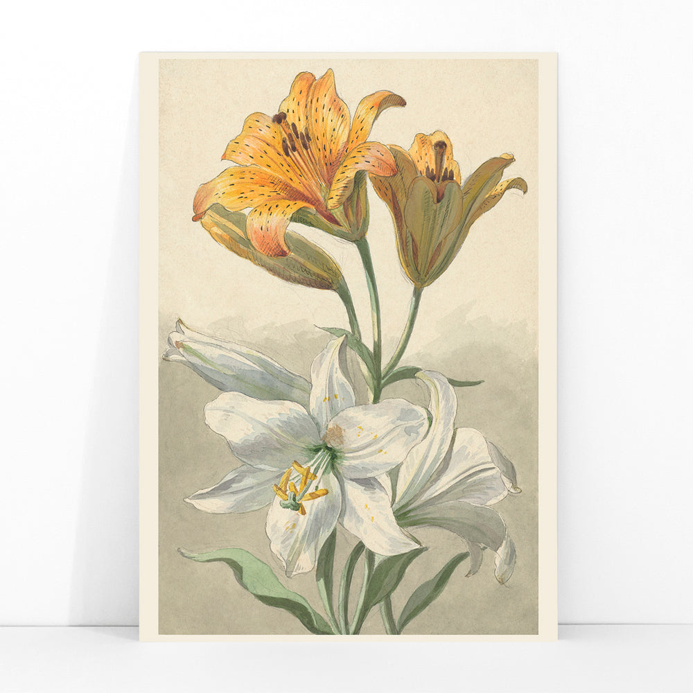 Yellow and white lilies botanical art by Willem van Leen poster floral artwork illustration, framed and displayed in modern living room decor