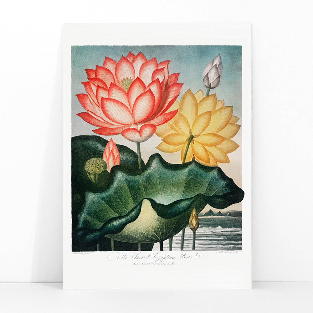 Botanical illustration and poster of vibrant red and yellow lotus flowers with large green leaves The Sacred Egyptian Bean from The Temple of Flora by Robert John Thornton, framed and displayed in modern living room decor