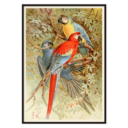 Colorful macaws perched on tree branches in a lush forest vibrant macaw artwork poster, with black aluminium frame on white background