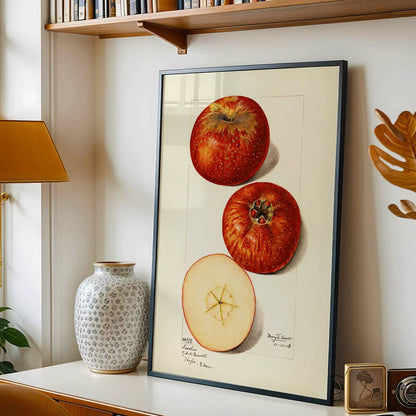 Malus domestica apples watercolor illustration by Mary Daisy Arnold showing whole and sliced fruits detailed artwork poster, framed and displayed in home decor