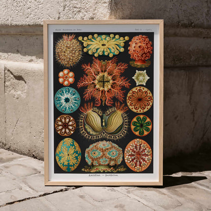 Colorful scientific illustration poster of ascidian sea creatures by Ernst Haeckel from Kunstformen der Natur and Ascidiae Seescheiden perfect for wall decor, framed and displayed in modern living room decor
