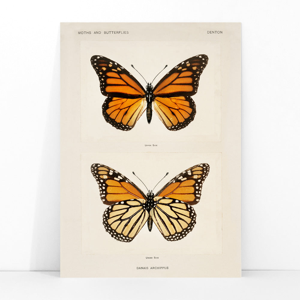 Monarch Butterfly Danais Archippus vintage illustration and detailed poster from Moths and Butterflies of the United States by Sherman F Denton, framed and displayed in modern living room decor
