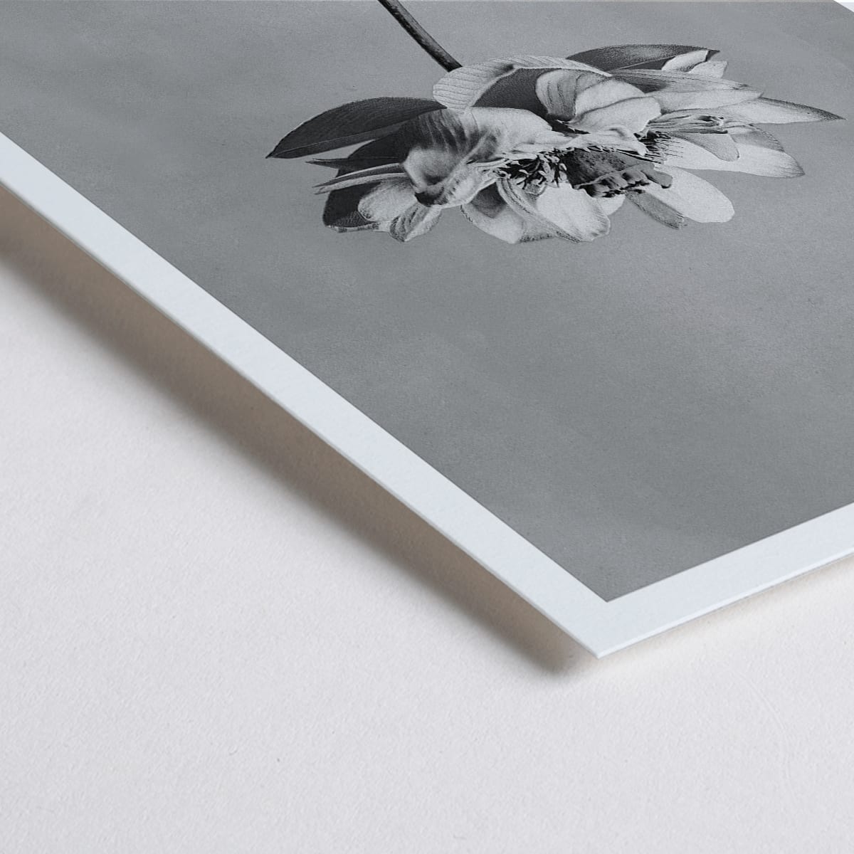 Closeup detail of Monochrome lotus flower photography artwork by Ogawa Kazumasa minimal botanical wall art poster