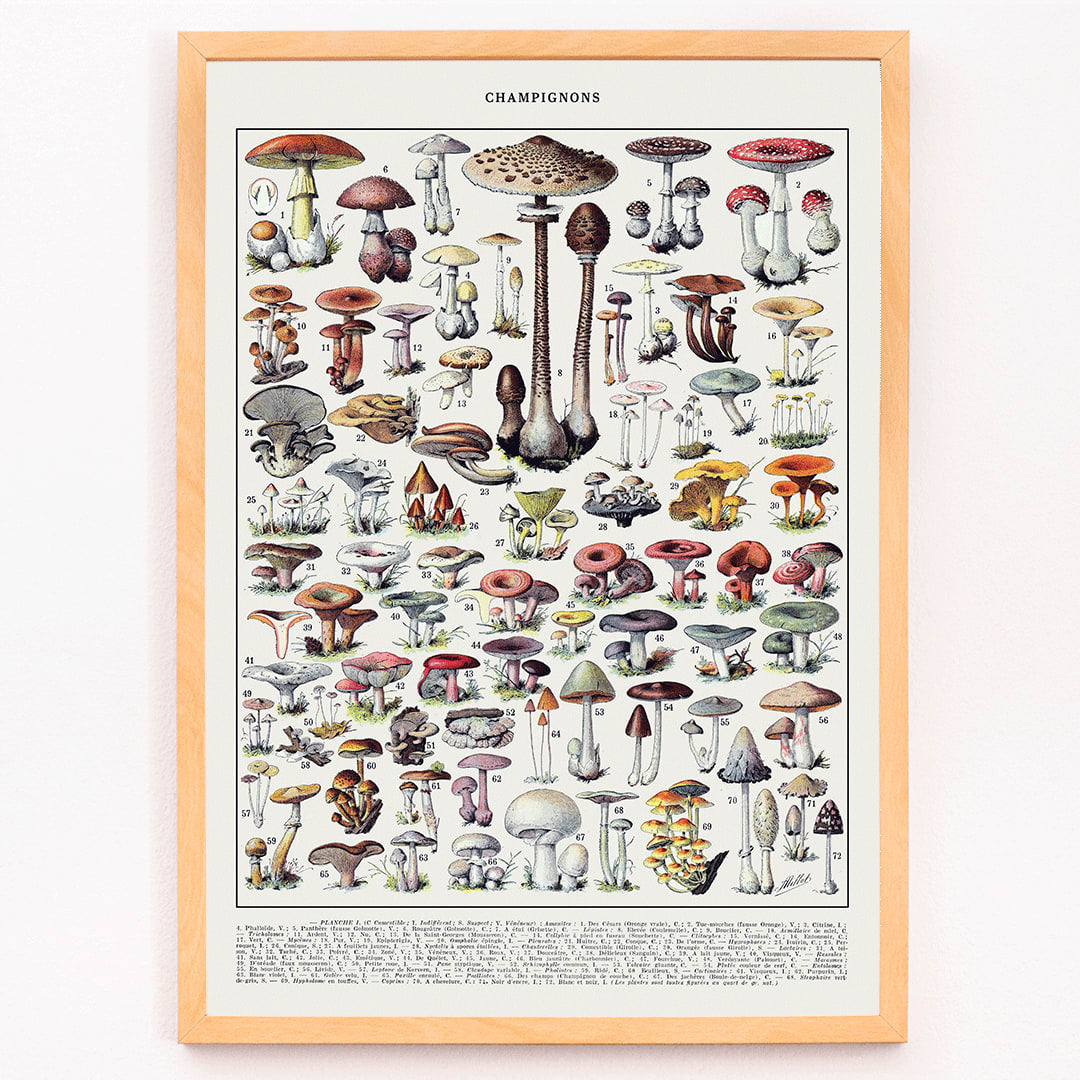 Mushrooms colour plate 2 by Editions Larousse featuring various mushroom illustrations and species, framed and displayed in modern living room decor