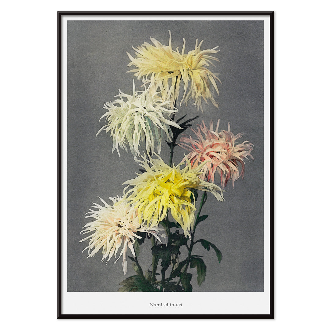 Hand colored floral collotype and poster of vibrant chrysanthemums from Namichidori by Kazumasa Ogawa showing soft shaded hand colored floral artwork, with black aluminium frame on white background