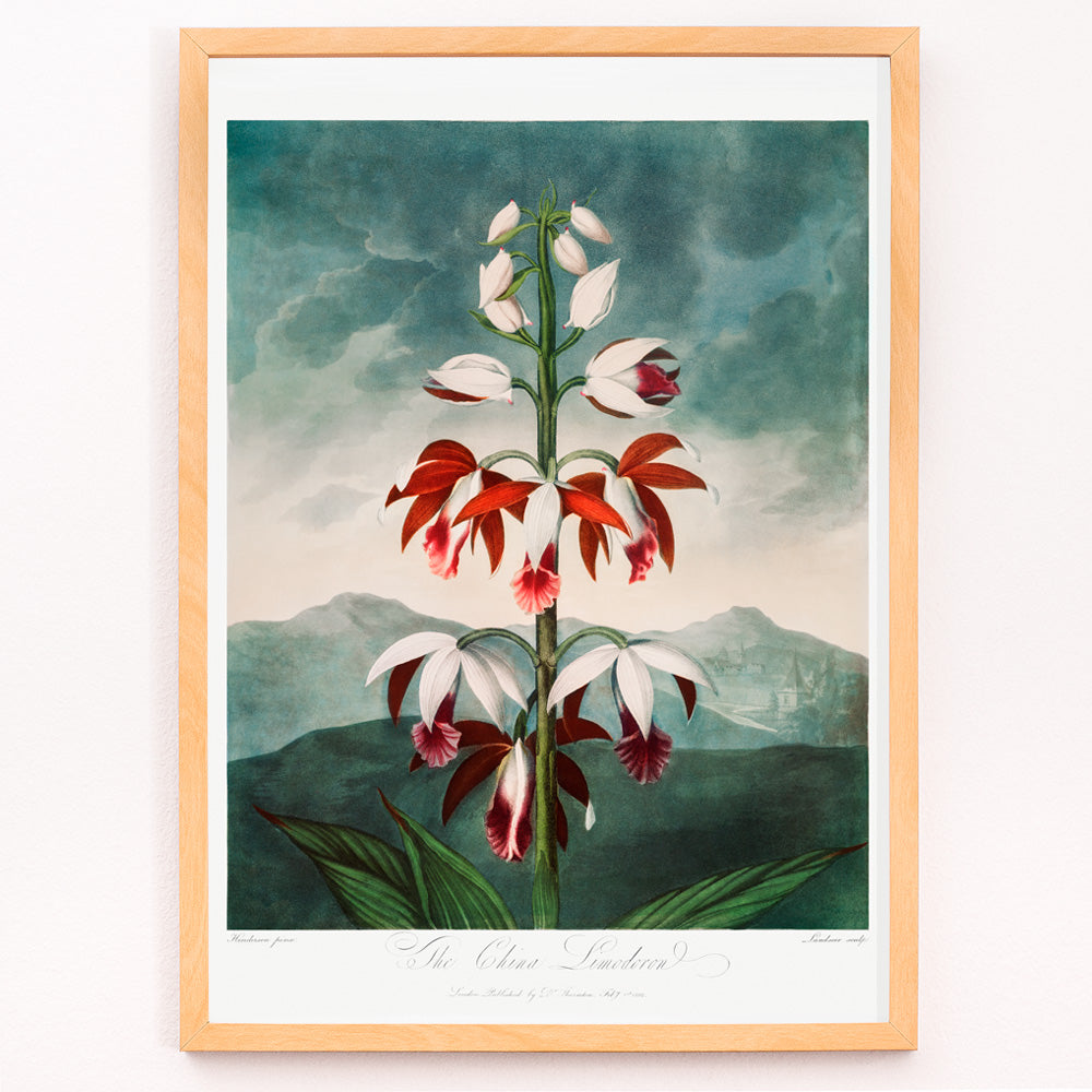 Closeup detail of Botanical illustration poster of The Chinese Limodoron by Robert John Thornton from The Temple of Flora featuring a detailed vibrant orchid flower