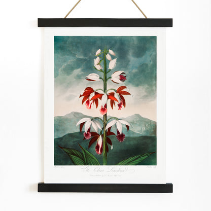 Botanical illustration poster of The Chinese Limodoron by Robert John Thornton from The Temple of Flora featuring a detailed vibrant orchid flower, with wooden magnetic frame on white background