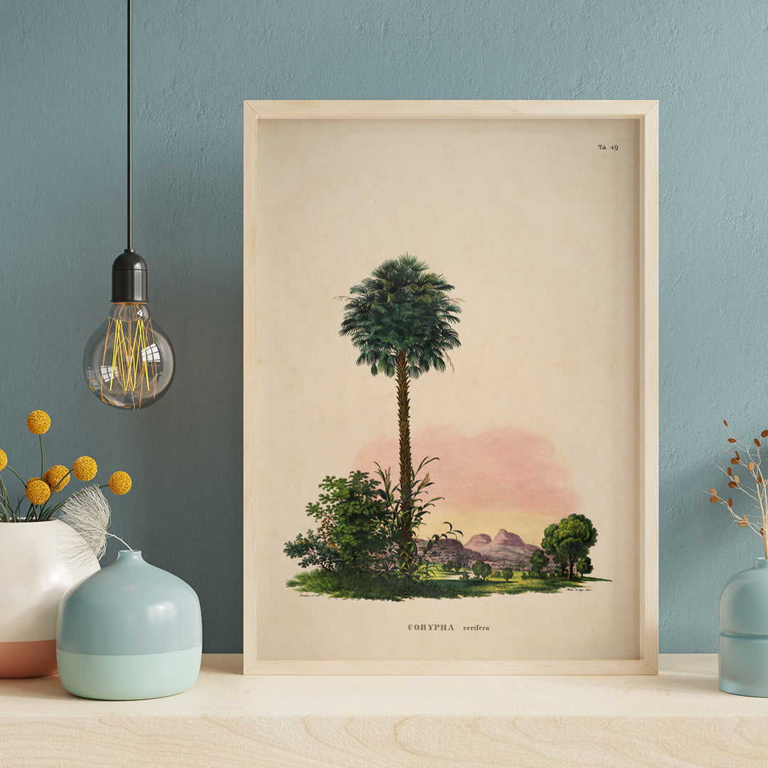 Botanical illustration and poster of Corypha cerifera palm tree by Carl Friedrich Philipp von Martius from Historia Naturalis Palmarum, framed and displayed in home decor