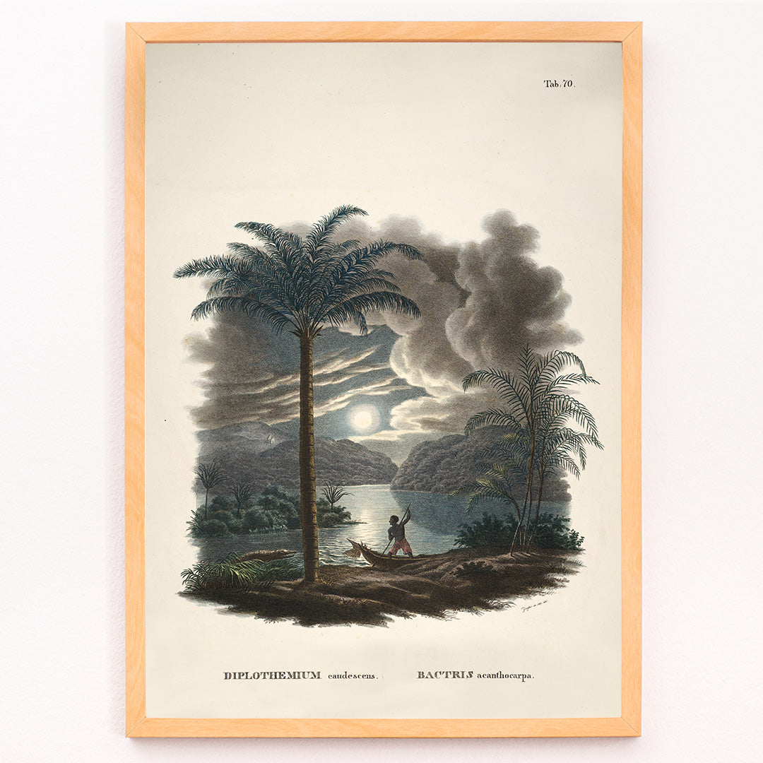 Closeup detail of Tropical landscape with palm trees and river at sunset with canoe by Carl Friedrich Philipp von Martius from Historia Naturalis Palmarum Bactris acanthocarpa