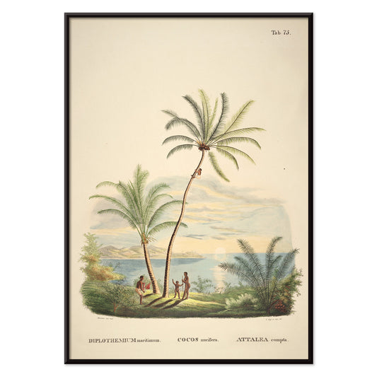 Attalea compta palm trees with people by Carl Friedrich Philipp von Martius tropical illustration and poster for wall decor, with black aluminium frame on white background