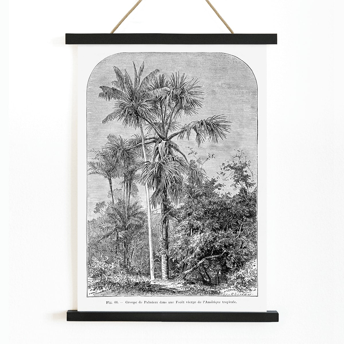 Palm trees in tropical forest illustration poster by Oswald de Kerchove de Denterghem Les Palmiers Histoire Iconographique, with wooden magnetic frame on white background