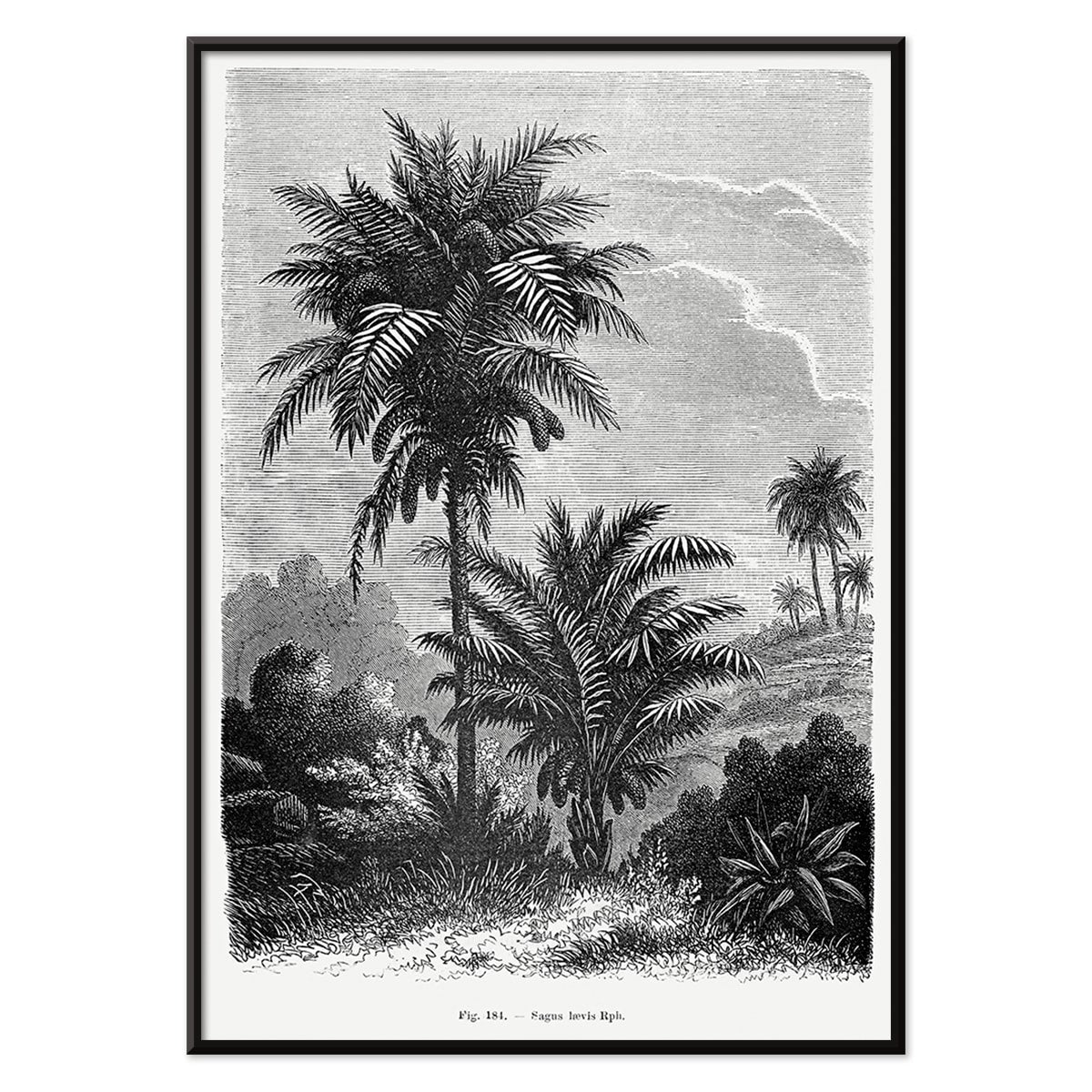 Black and white illustration of palm trees by Oswald de Kerchove de Denterghem from Les Palmiers Histoire Iconographique poster, with black aluminium frame on white background